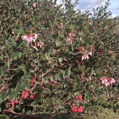 Arctostaphylos pajaroensis