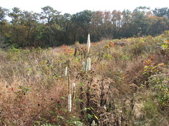 Sanguisorba canadensis