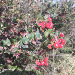 Arctostaphylos pajaroensis