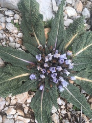 Mandragora autumnalis