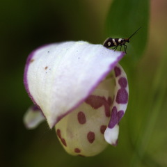 Micropterix aureatella