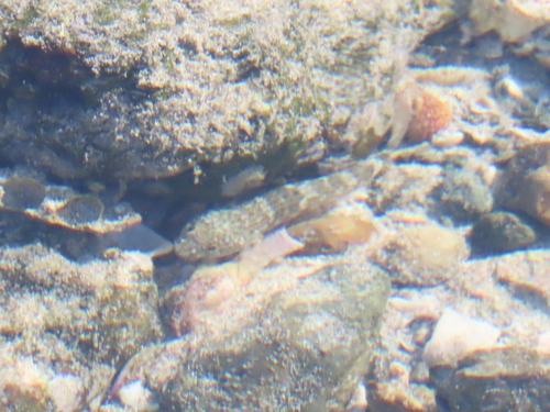 Bathygobius ramosus