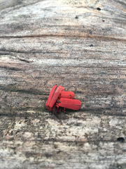 Dictyoptera simplicipes