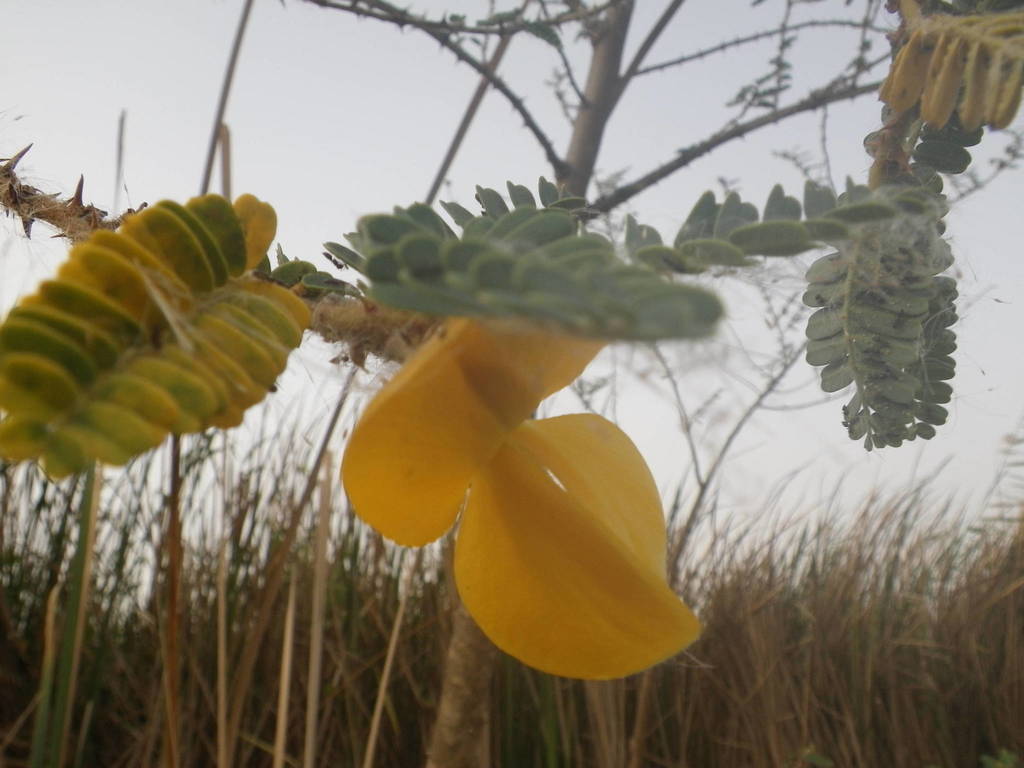 ambatch from Saint-Louis, Sénégal; près Mbakhana, rives du Lampsar on ...