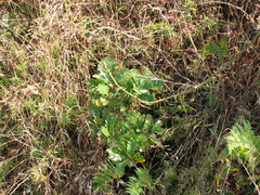 Sanguisorba canadensis