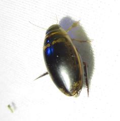 Thermonectus basillaris