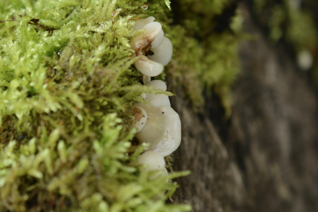 Crepidotus mollis · February 2026 · photo: © cryptomarasmius (iNaturalist, cc-by)