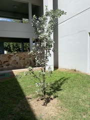 Conocarpus erectus sericeus