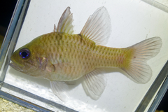 Threespot Cardinalfish photo 3