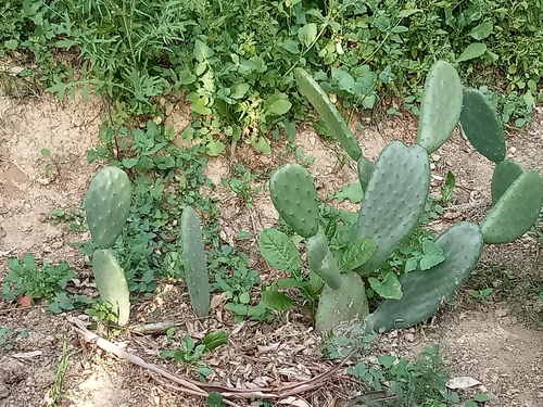 Avistamiento Chumbera (Opuntia ficus-indica)