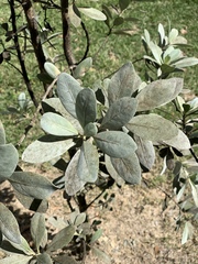 Conocarpus erectus sericeus