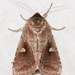 White-eyed Borer Moth - Photo (c) John M. Faggard, some rights reserved (CC BY-NC), uploaded by John M. Faggard