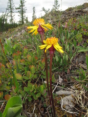 Packera heterophylla