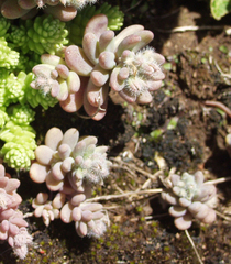 Sedum mucizonia