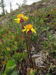 Packera heterophylla