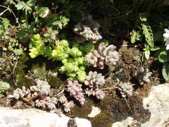 Sedum mucizonia