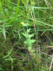 Hypericum gymnanthum