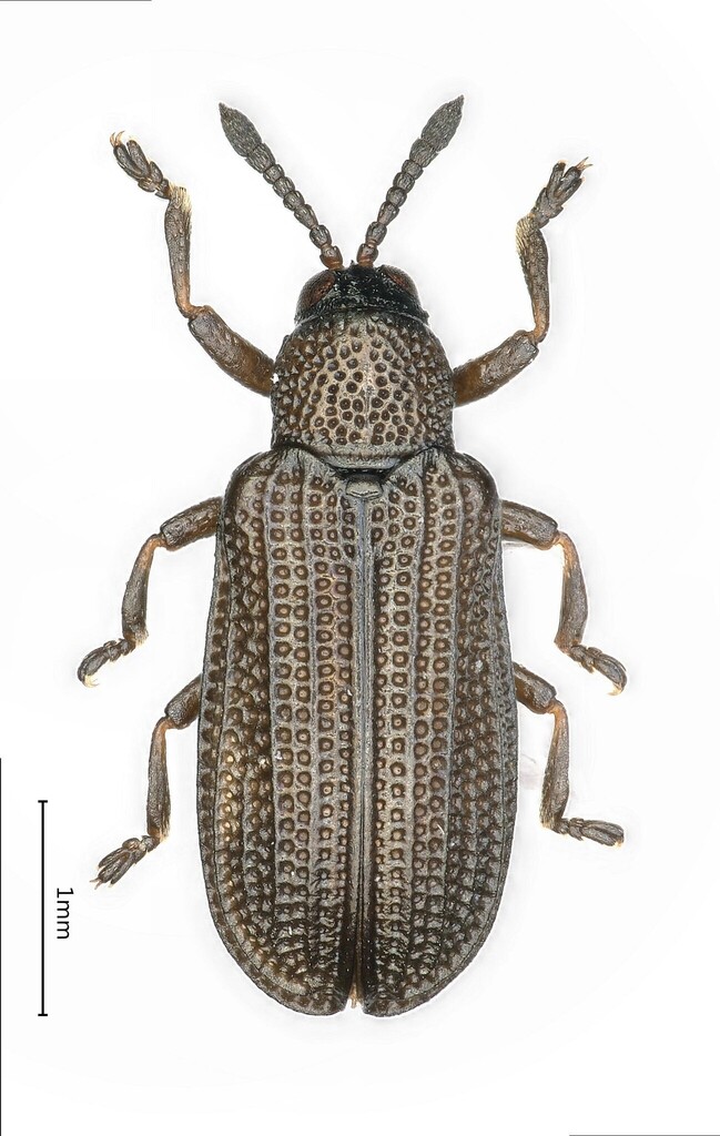 Glyphuroplata nigella