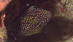 Calloplesiops altivelis