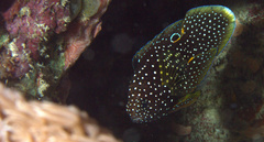 Calloplesiops altivelis