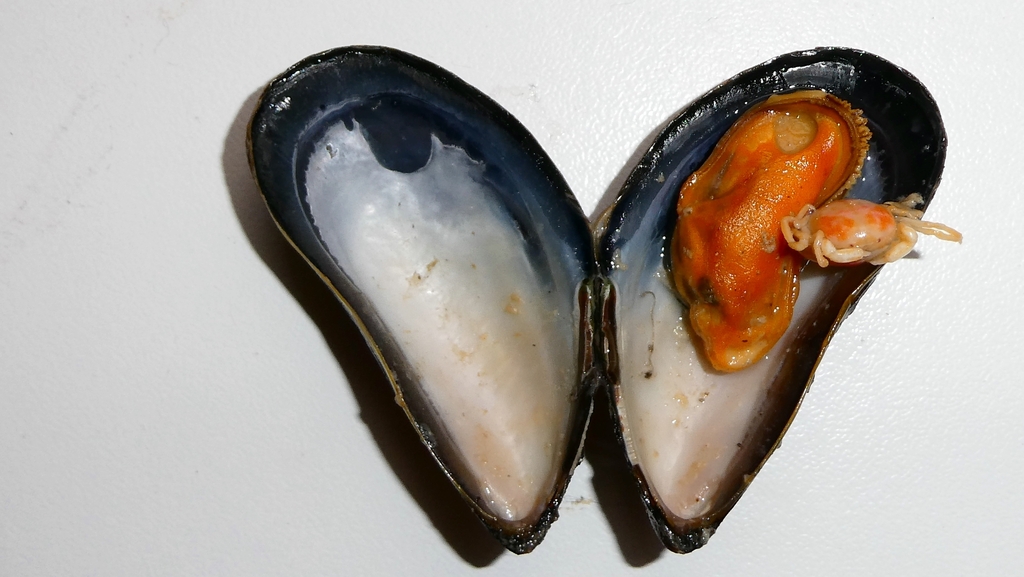 Linnaeus's pea crab
