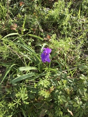 Tradescantia gigantea