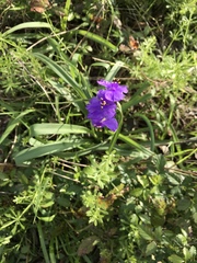 Tradescantia gigantea