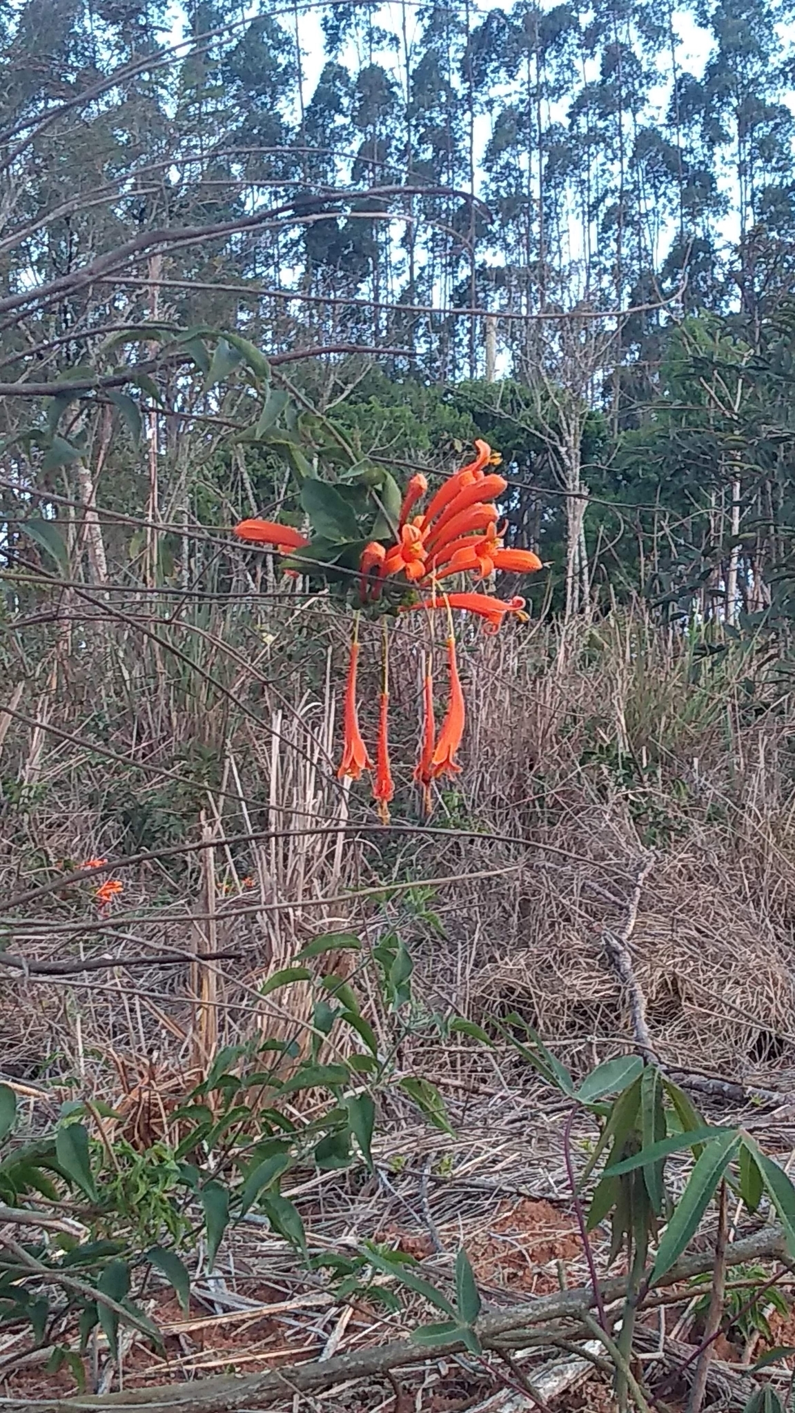 Pyrostegia venusta