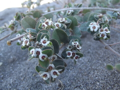 Euphorbia leucophylla