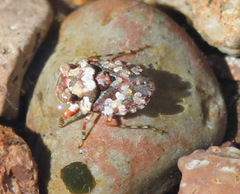 Gelastocoris