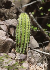 Stenocereus montanus