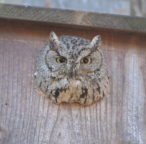 Western Screech-Owl observed by newtpatrol