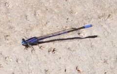 Enallagma semicirculare