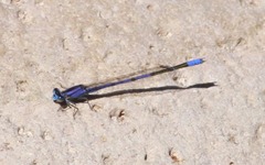 Enallagma semicirculare