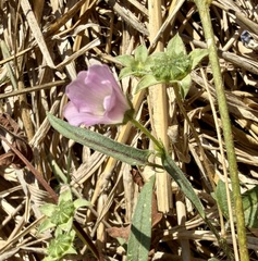 Anoda acerifolia, photograph author not stated, no rights reserved