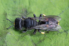 Ectemnius nigritarsus