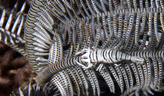 Laomenes amboinensis