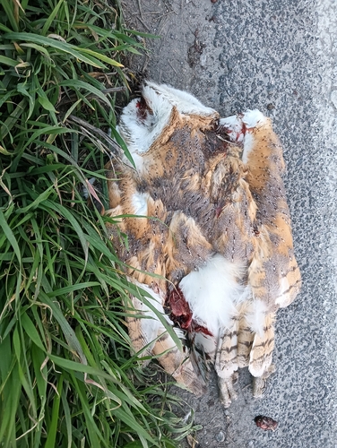 View observation of {o.common_name} on iNaturalist