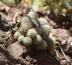 Mammillaria sheldonii