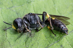 Ectemnius nigritarsus