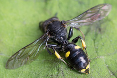 Ectemnius nigritarsus
