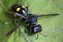 Ectemnius nigritarsus