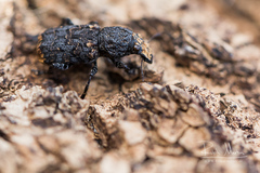 Platyrhinus resinosus