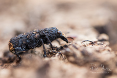 Platyrhinus resinosus