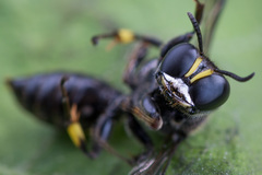Ectemnius nigritarsus