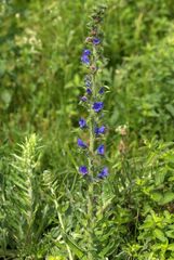 Echium vulgare