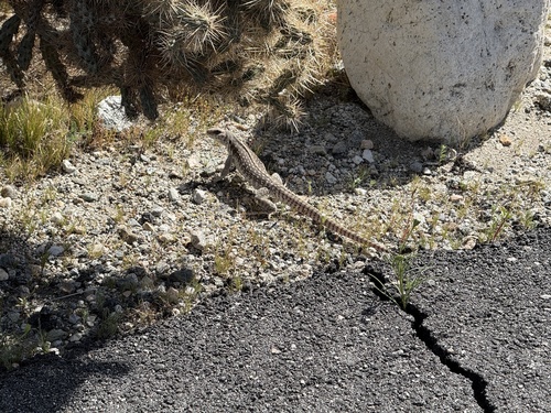 iNaturalist observation photo of Desert Iguana