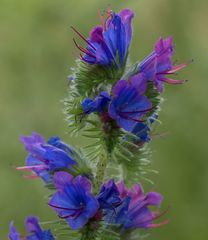 Echium vulgare