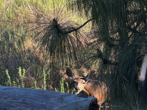 Mule Deer
