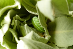 Phlogophora meticulosa